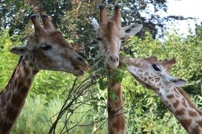 three giraffe chew trees