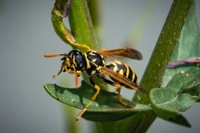 wasp in summer garden