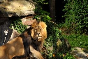 Predator Lion