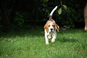 running bigel on grass