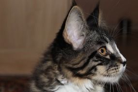 portrait of a fluffy domestic cat