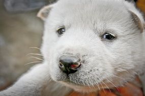 white puppy of korean dog