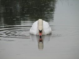 swan and its reflection in the pond