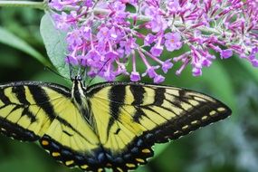 tiger butterfly on a lilac