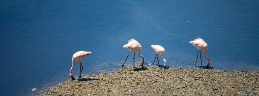 Flamingos on a river bank