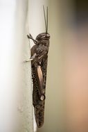 wet brown grasshopper