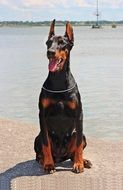 black labrador sits on the ground