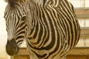 zebra in the animal world