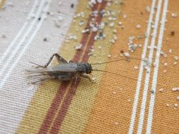 insect on the fabric