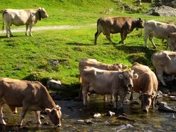 Cows in Prado