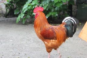 Domestic cock on a farm