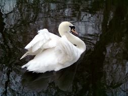 white swan on black water