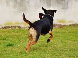 romping dog on the meadow