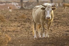 Bull Cow on the Farm