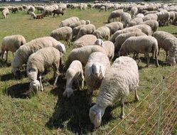 flock of white sheep on a pasture