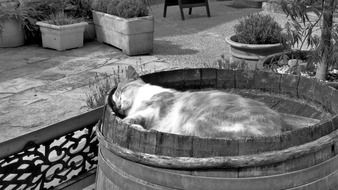 Black and white photo of resting cat