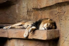 Lion Sleeping