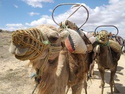 beautiful and cute Camel Tunisia