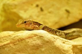 lizard on the rock
