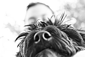 dog with man in black and white blurred background