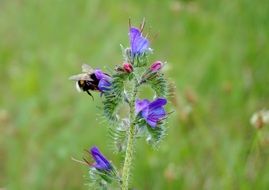 bee in process of pollination