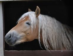 handsome Stallion Horse