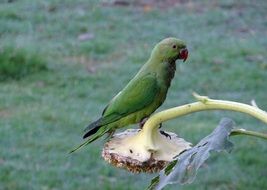 ring-necked parakeet in india