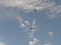 birds fly high under the clouds