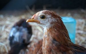 Rescued Chicken