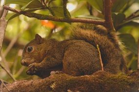 Wild squirrel in the forest