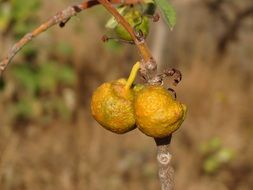 Fruit Of The Cerrado