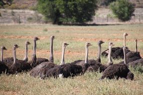 ostriches lie on the grass in south africa