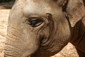 portrait Elephant