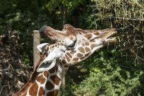 spotted giraffe feeding