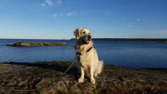 Picture of Dog on a Lake