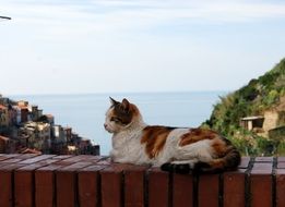 cat lies on a brick fence
