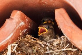 nest with small sparrows