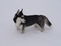 Husky Dog stays in Snow