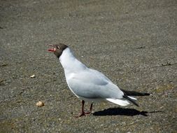 bird makes a mating call