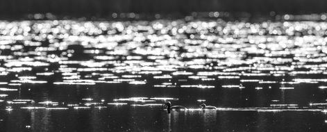 Slavic grebe near the lake