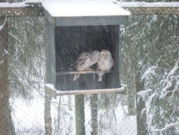 birds in the house during the snow