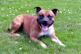 staffordshire terrier dog lies on green grass