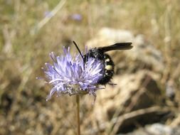 black hornet on blue flower