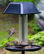 little hummingbirds near the bird feeder