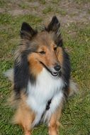 portrait of a long-haired collie among nature