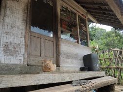 red cat resting on the wooden stairs