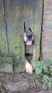 dog face in the crack of a wooden door