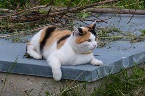 spotted cat lies on a closed hatch