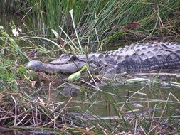 big dangerous alligator in the grass