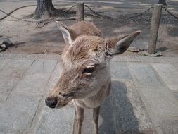 Portrait of attractive Deer